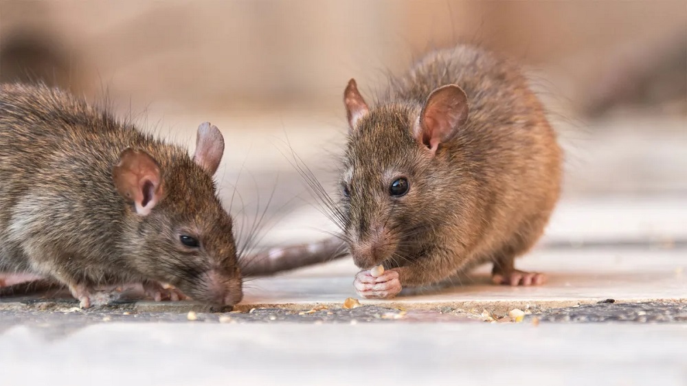 The Best Methods For Getting Rid Of Rats