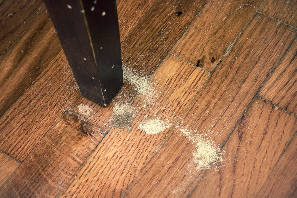 What Is Woodworm and How to Handle It?