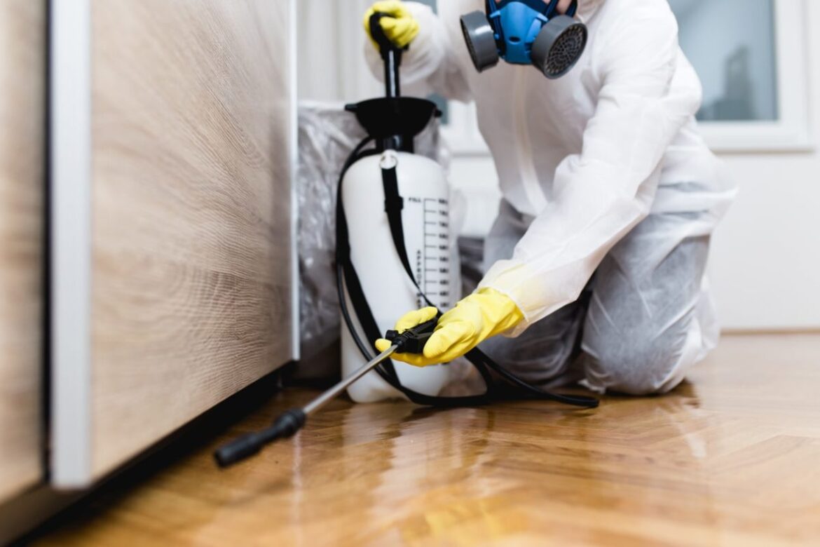Five Reasons to Leave Pest Control and Extermination to the Experts